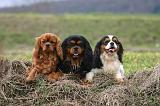 CAVALIER KING CHARLES 775